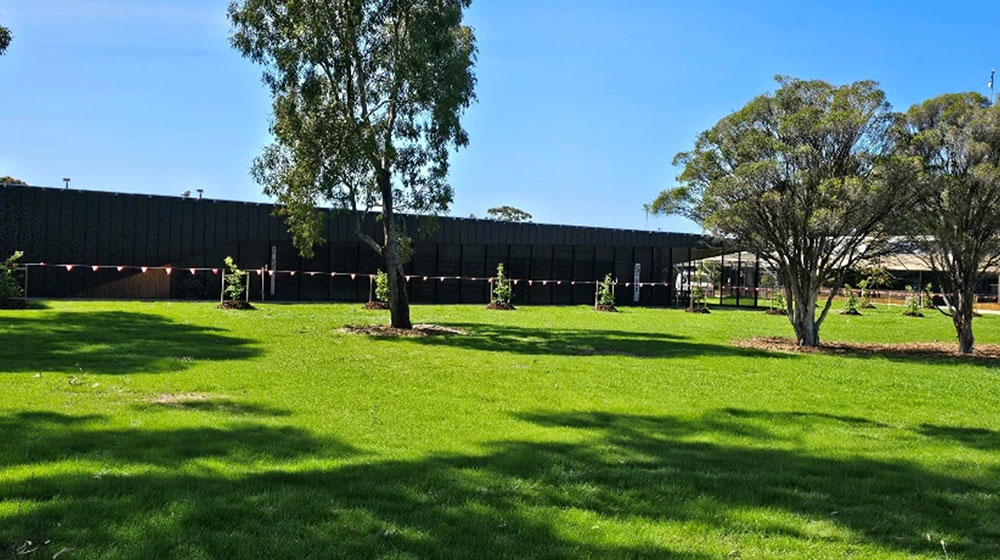 Lawn 3 weeks after being seeded