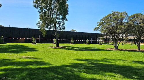 Lawn 3 weeks after being seeded